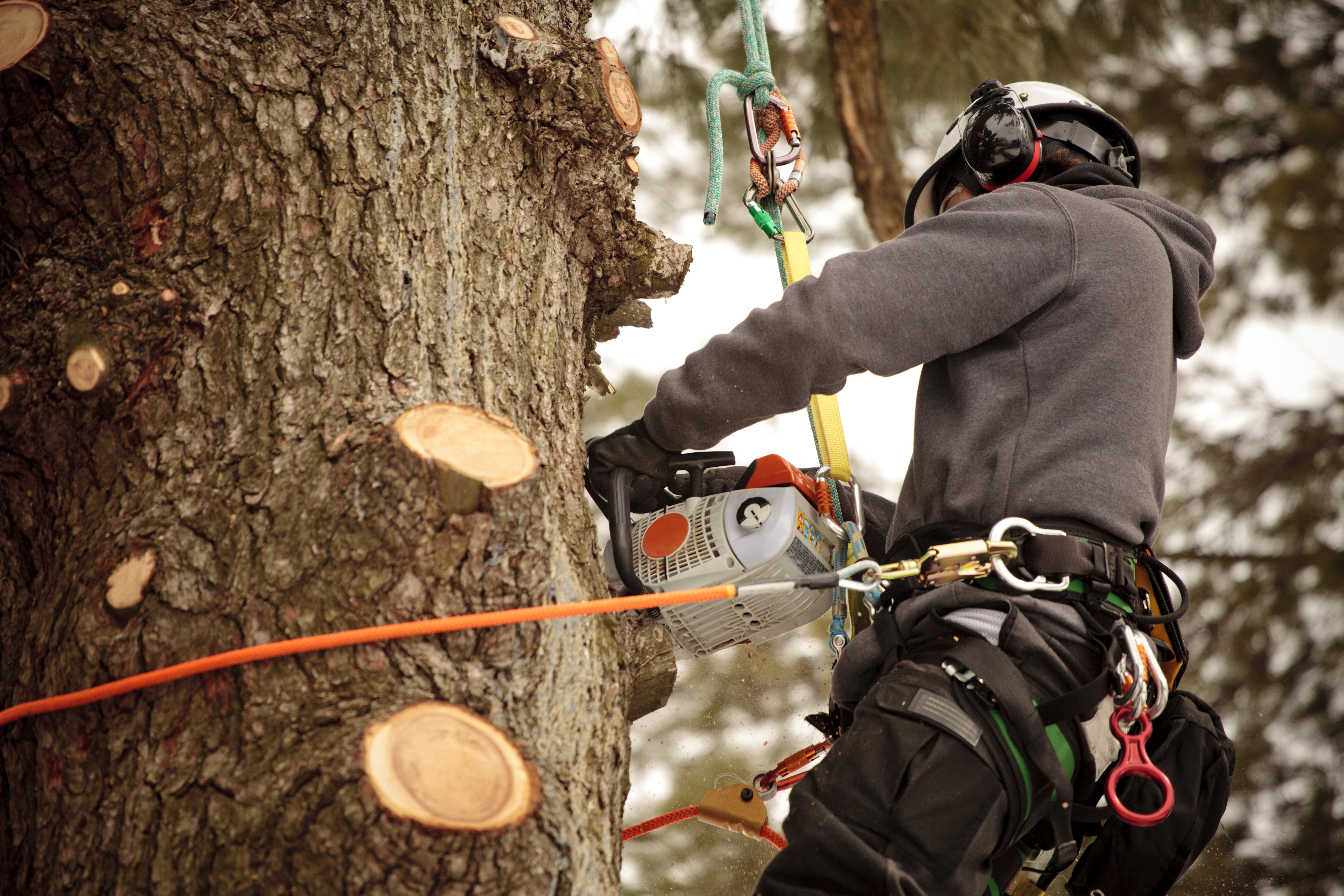 Bucket Truck and Climbing  Capital Arborist Tree Service